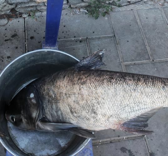 汕尾魚類圖片（汕尾十一種常見魚類大揭秘哪種最鮮美全民小視頻） 汕尾魚類圖片（汕尾十一種常見魚類大揭秘哪種最鮮美全民小視頻） 觀賞魚百科 第1張