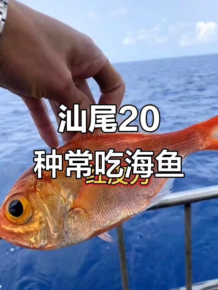 汕尾魚類圖片（汕尾十一種常見魚類大揭秘哪種最鮮美全民小視頻） 汕尾魚類圖片（汕尾十一種常見魚類大揭秘哪種最鮮美全民小視頻） 觀賞魚百科 第7張