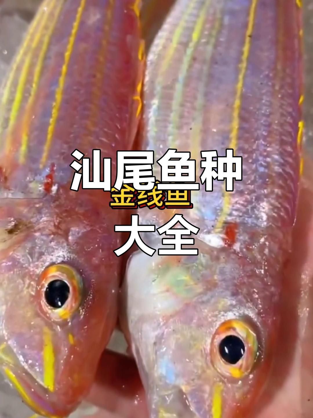 汕尾魚類圖片（汕尾十一種常見魚類大揭秘哪種最鮮美全民小視頻） 汕尾魚類圖片（汕尾十一種常見魚類大揭秘哪種最鮮美全民小視頻） 觀賞魚百科 第8張