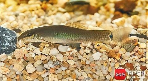 海南十大淡水魚（海南十大淡水魚vivian小灶海南淡水魚一覽表劇癮不管飯） 海南十大淡水魚（海南十大淡水魚vivian小灶海南淡水魚一覽表劇癮不管飯） 觀賞魚百科 第4張