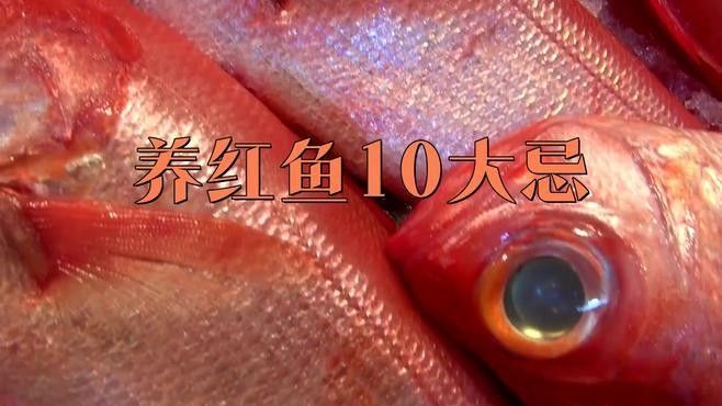 辣椒紅龍魚飼養注意事項（紅龍魚的飼養方法）