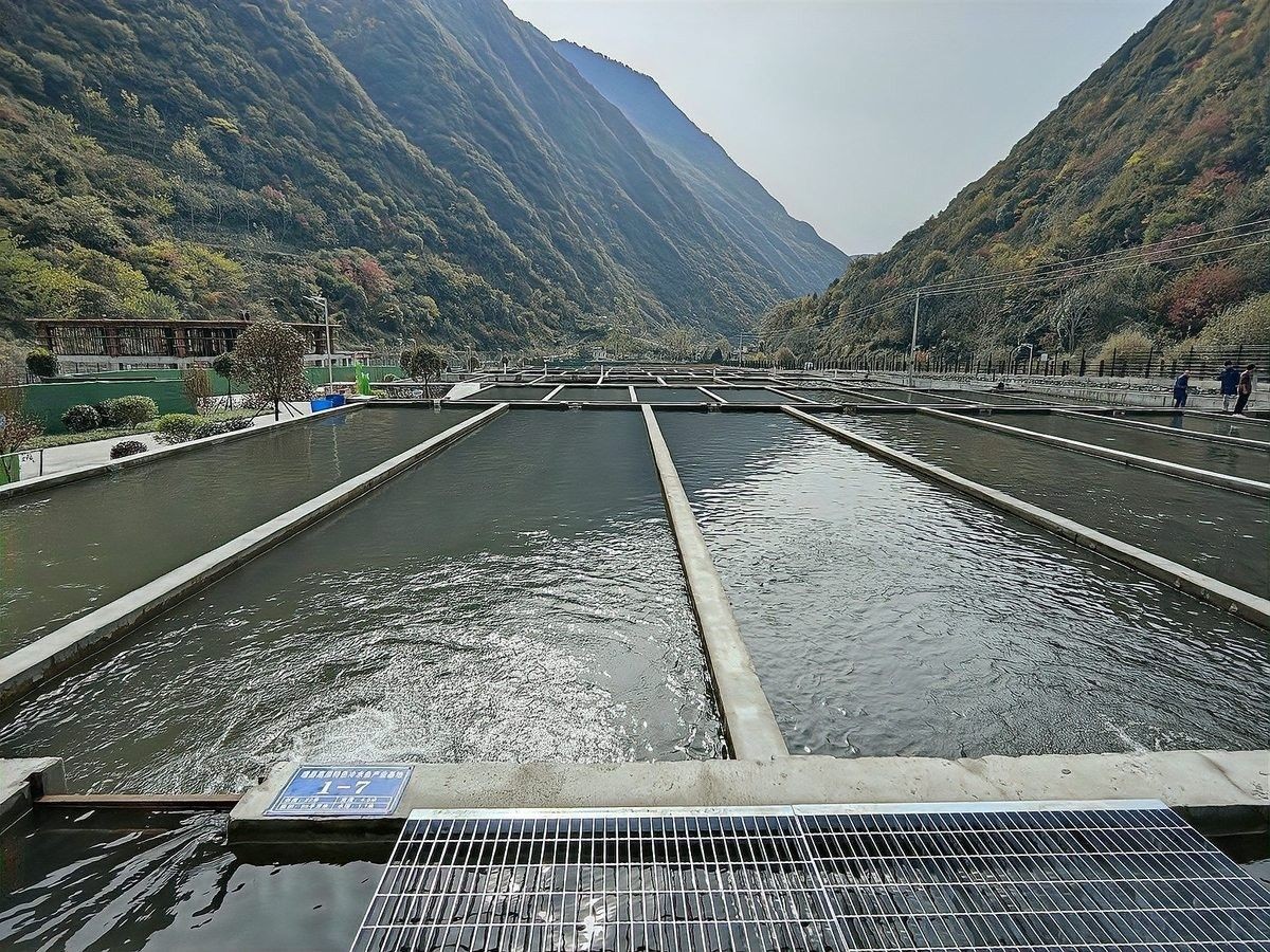 理縣龍魚（冷水魚“游”進阿壩理縣成高原產業新亮點直播四川聽） 理縣龍魚（冷水魚“游”進阿壩理縣成高原產業新亮點直播四川聽） 觀賞魚百科 第3張