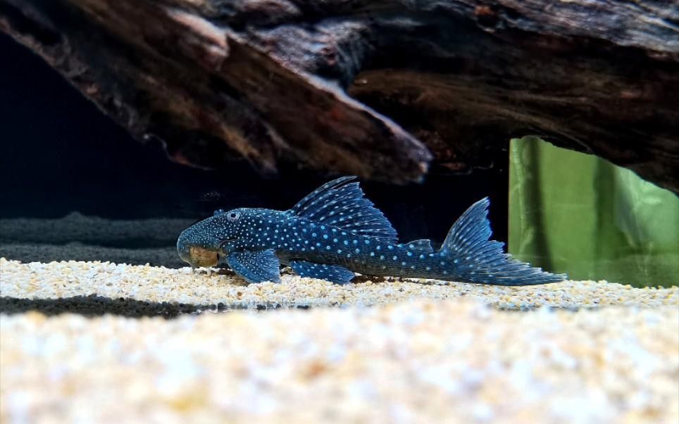 南美異型魚l128（--異型魚l128紫鉆異型魚大揭秘）
