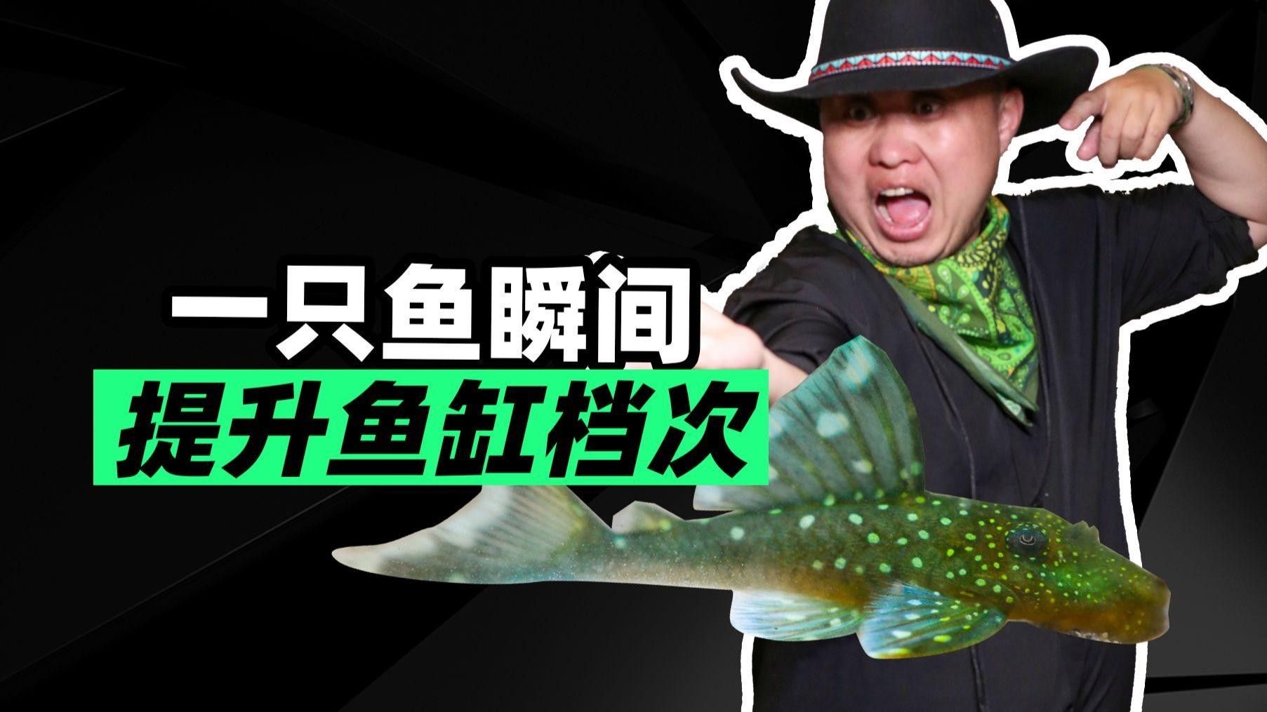 南美異型魚l128（--異型魚l128紫鉆異型魚大揭秘）