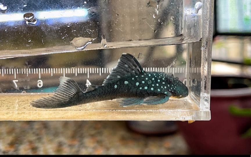 南美異型魚l128（--異型魚l128紫鉆異型魚大揭秘）