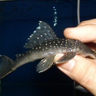 南美異型魚l128（--異型魚l128紫鉆異型魚大揭秘）