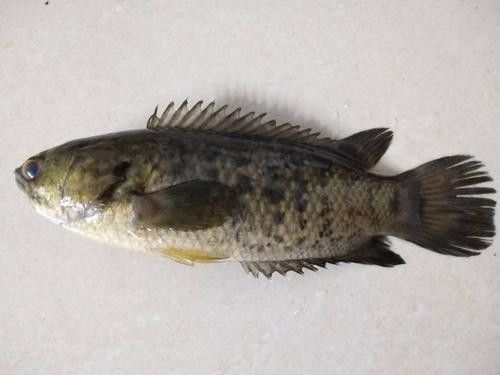 里伍銅礦滕龍魚照片（里伍銅礦滕龍魚攝影作品：一種生活在里伍銅礦附近的珍稀魚類）