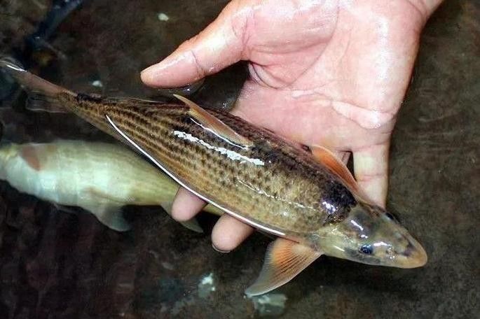 里伍銅礦滕龍魚照片（里伍銅礦滕龍魚攝影作品：一種生活在里伍銅礦附近的珍稀魚類）