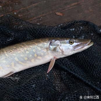 里伍銅礦滕龍魚照片（里伍銅礦滕龍魚攝影作品：一種生活在里伍銅礦附近的珍稀魚類）