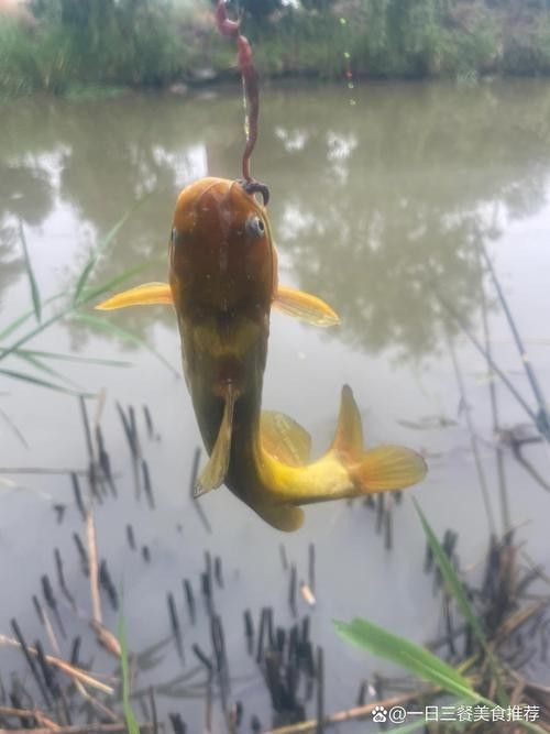 里伍銅礦滕龍魚照片（里伍銅礦滕龍魚攝影作品：一種生活在里伍銅礦附近的珍稀魚類）