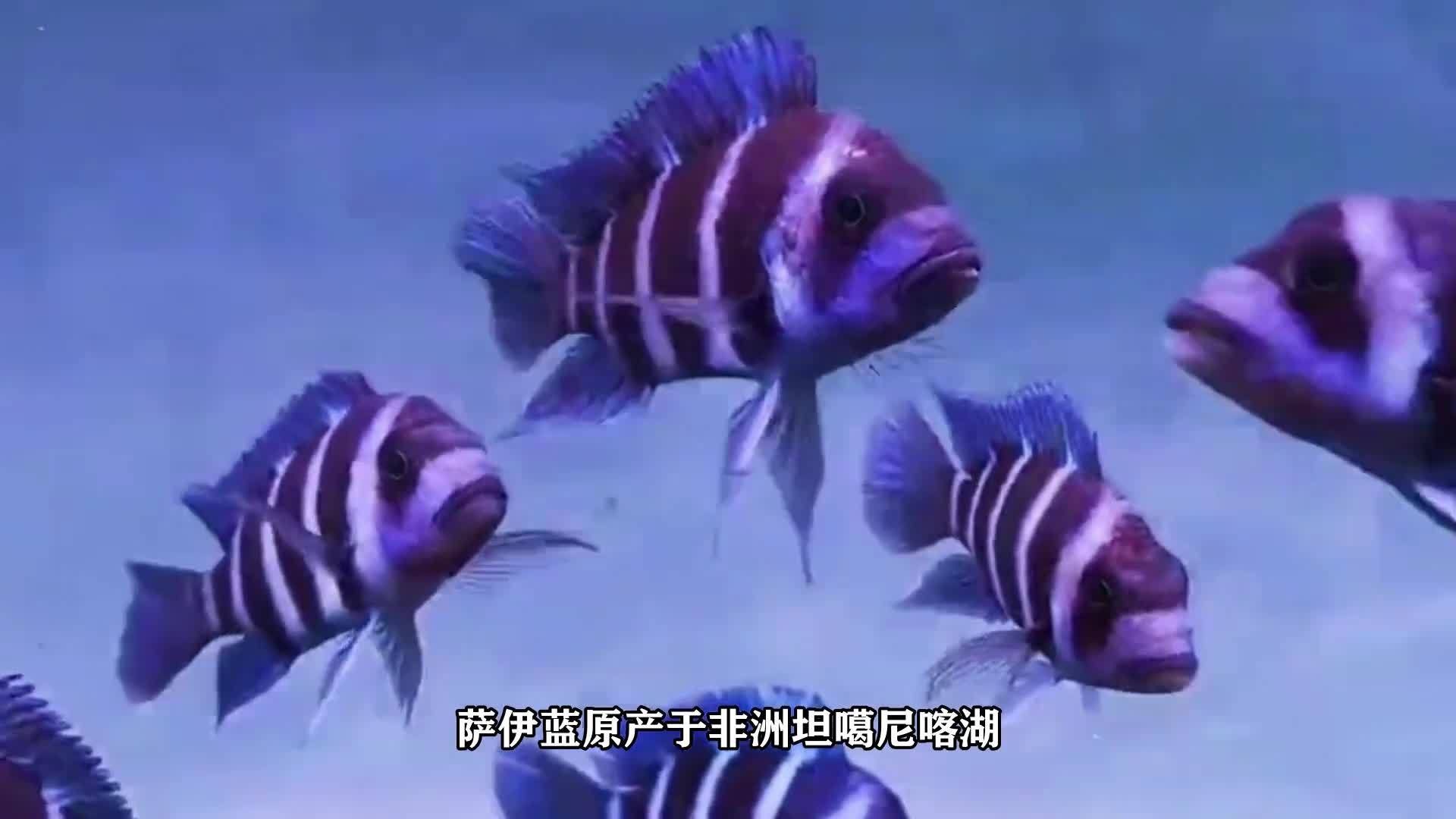 薩伊藍魚是什么檔次（水財神隆迪六間伊巴卡薩伊蘭三湖慈鯛坦鯛坦鯛觀賞魚活體淡水魚） 薩伊藍魚是什么檔次（水財神隆迪六間伊巴卡薩伊蘭三湖慈鯛坦鯛坦鯛觀賞魚活體淡水魚） 觀賞魚百科 第4張