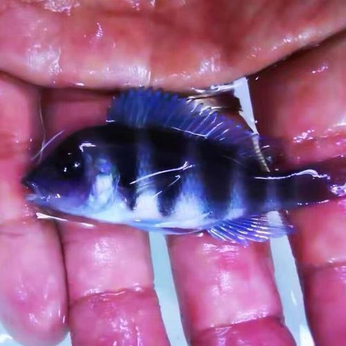 薩伊藍魚是什么檔次（水財神隆迪六間伊巴卡薩伊蘭三湖慈鯛坦鯛坦鯛觀賞魚活體淡水魚） 薩伊藍魚是什么檔次（水財神隆迪六間伊巴卡薩伊蘭三湖慈鯛坦鯛坦鯛觀賞魚活體淡水魚） 觀賞魚百科 第1張