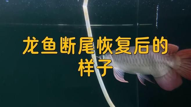 金龍魚尾巴顏色變淺能恢復(fù)嗎？（金龍魚尾巴顏色變淺能否恢復(fù)）