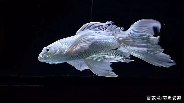 金龍魚尾巴顏色變淺能恢復(fù)嗎？（金龍魚尾巴顏色變淺能否恢復(fù)）