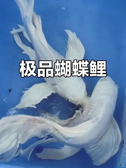 蝴蝶鯉魚品牌介紹
