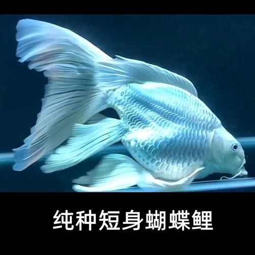 蝴蝶鯉魚品牌介紹