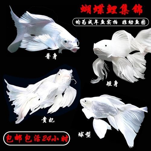 蝴蝶鯉魚品牌介紹