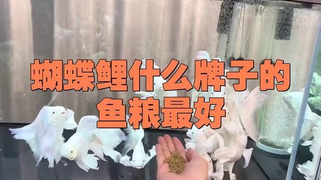蝴蝶鯉魚品牌介紹