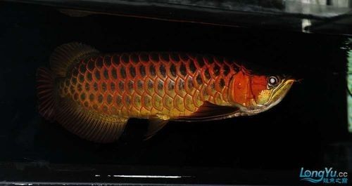 龍騰四海魚場的口碑如何？