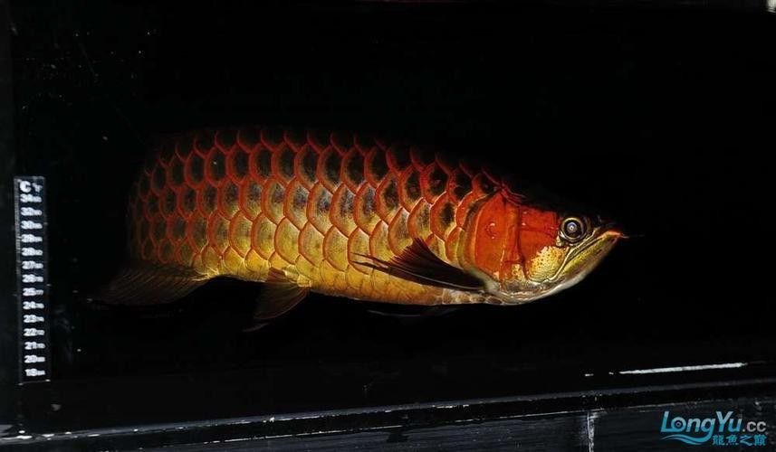 龍騰四海魚場的口碑如何？