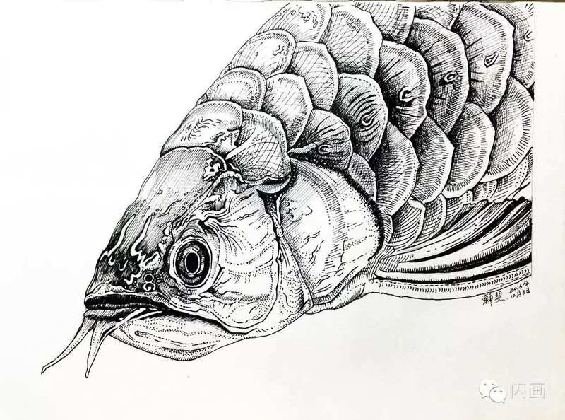 新化金龍魚最簡單畫法（新化金龍魚的畫法） 新化金龍魚最簡單畫法（新化金龍魚的畫法） 觀賞魚百科 第9張