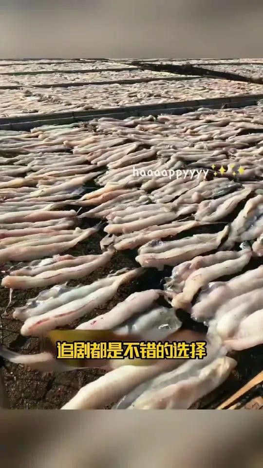 龍頭魚是哪里的特產(chǎn)