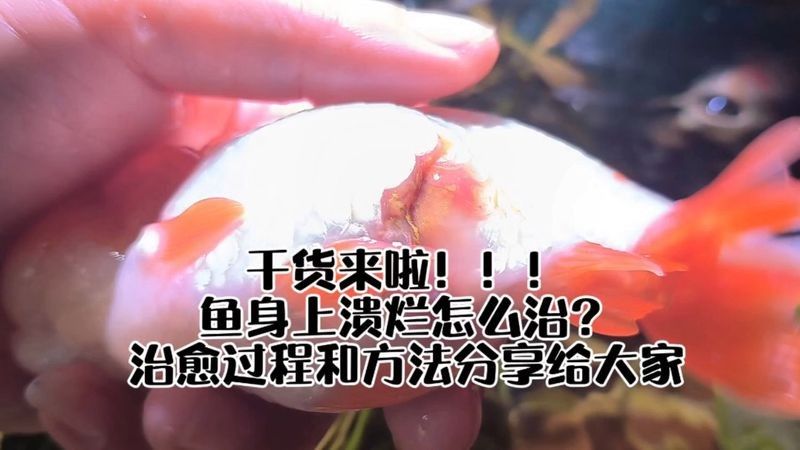 魚得了爛身病怎樣治（魚得了爛身病怎么辦）