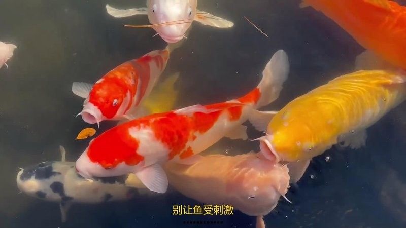 魚得了爛身病怎樣治（魚得了爛身病怎么辦）