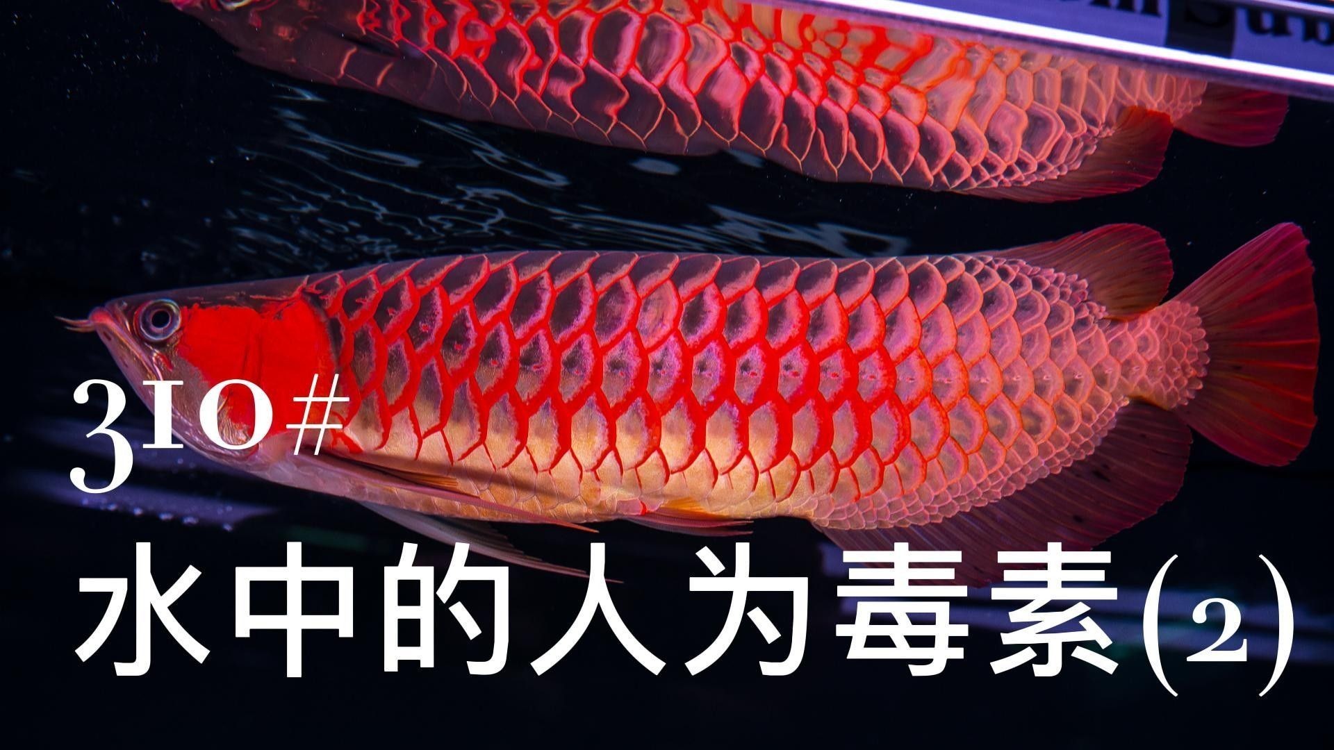 高錳酸鉀對龍魚有害嗎（高錳酸鉀對魚有傷害嗎） 高錳酸鉀對龍魚有害嗎（高錳酸鉀對魚有傷害嗎） 龍魚百科 第1張