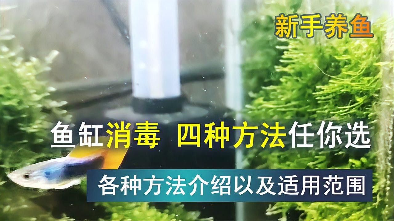 龍魚缸清洗后如何消毒 龍魚缸清洗后如何消毒 龍魚百科 第2張