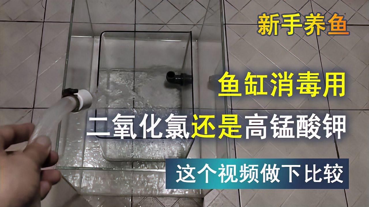 龍魚缸清洗后如何消毒 龍魚缸清洗后如何消毒 龍魚百科 第3張