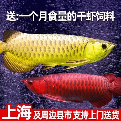戰(zhàn)車紅龍魚價格