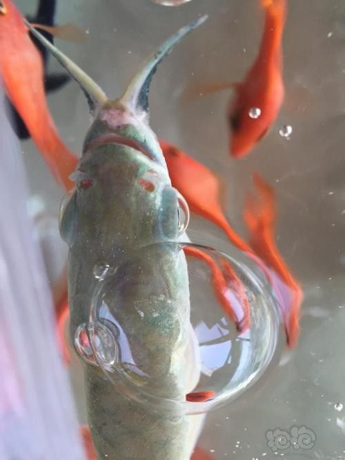 龍魚嘴角有白色肉芽圖片