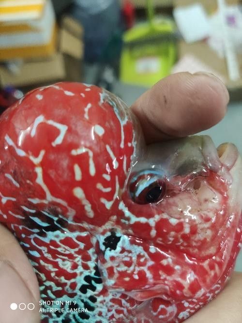 龍魚嘴角有白色肉芽圖片