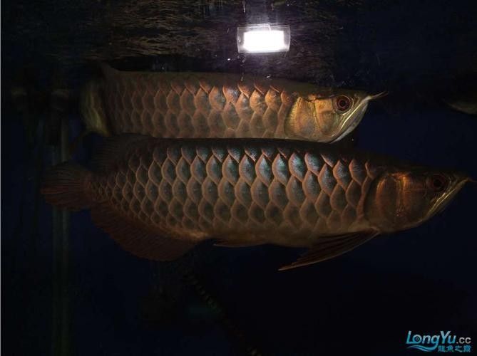 黑底缸養金龍魚需要注意什么 黑底缸養金龍魚需要注意什么 龍魚百科 第2張