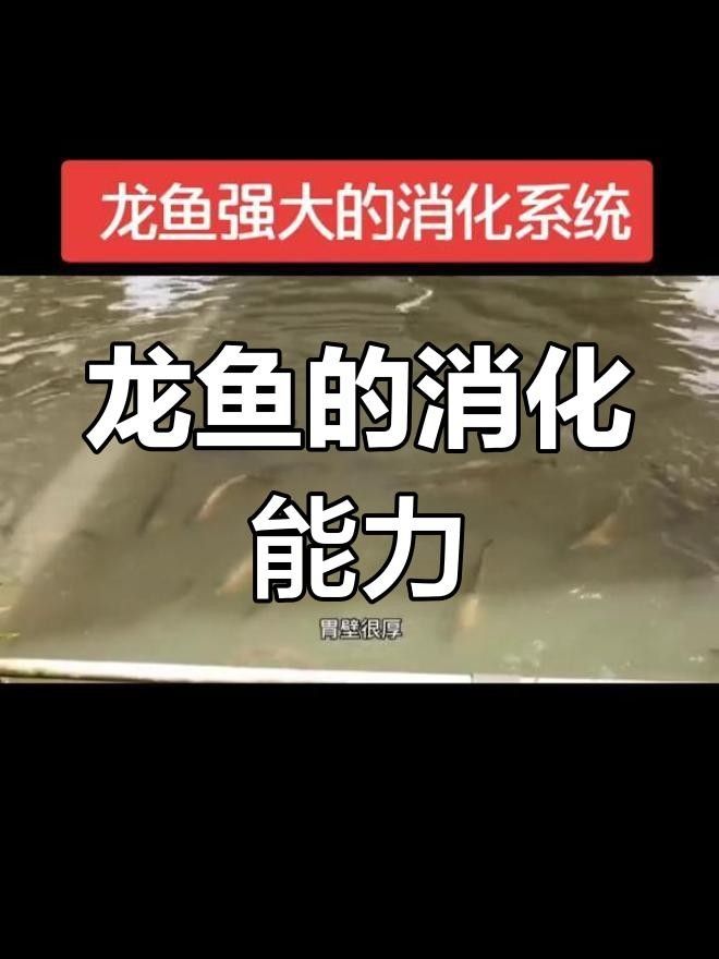 青羊龍魚為何要少吃