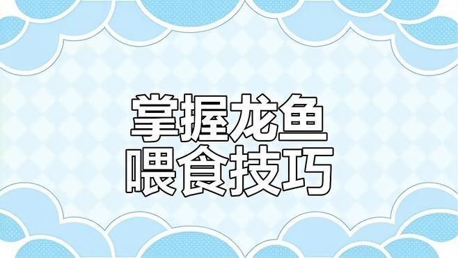 青羊龍魚為何要少吃