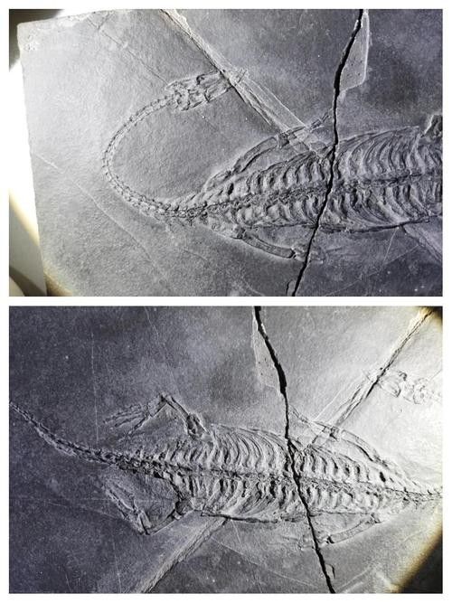 推薦一些高清的龍魚化石圖片資源 推薦一些高清的龍魚化石圖片資源 龍魚百科 第24張