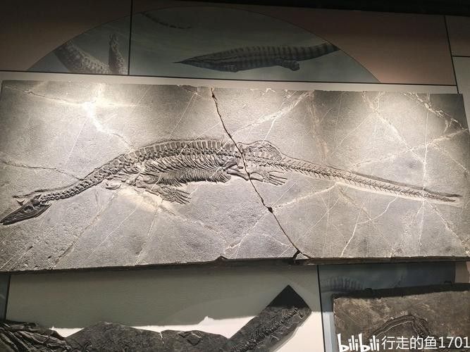 推薦一些高清的龍魚化石圖片資源 推薦一些高清的龍魚化石圖片資源 龍魚百科 第34張