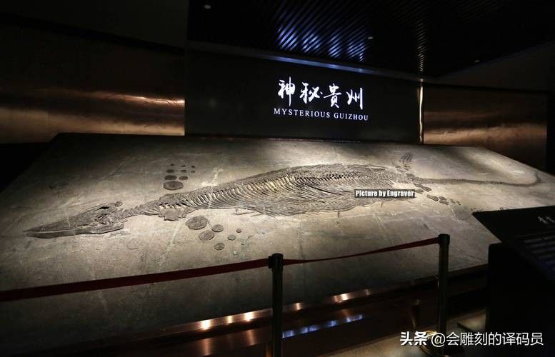 推薦一些高清的龍魚化石圖片資源 推薦一些高清的龍魚化石圖片資源 龍魚百科 第33張