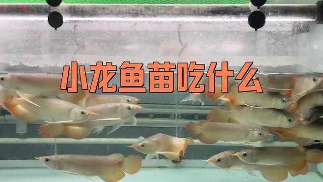 龍魚苗怎么養(yǎng)及喂養(yǎng)技巧視頻 龍魚苗怎么養(yǎng)及喂養(yǎng)技巧視頻 觀賞魚百科 第1張