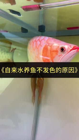 龍魚苗怎么養(yǎng)及喂養(yǎng)技巧視頻 龍魚苗怎么養(yǎng)及喂養(yǎng)技巧視頻 觀賞魚百科 第5張