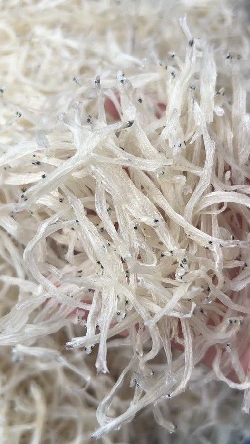 都昌銀魚 都昌銀魚 觀賞魚百科 第3張