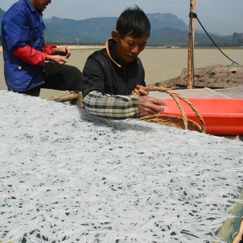 都昌銀魚 都昌銀魚 觀賞魚百科 第8張