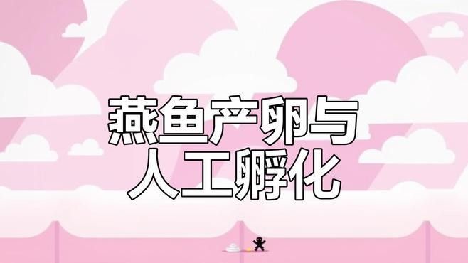 燕魚繁殖期如何設置產卵區？（四川農村信息網不到三分鐘燕魚繁殖全攻略）
