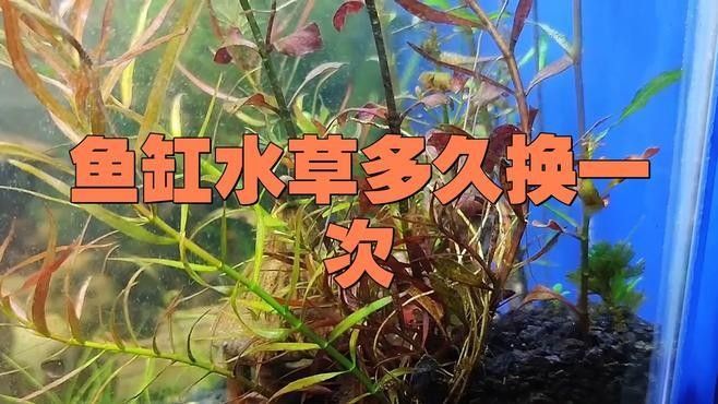 龍魚缸水草多久需要換一次