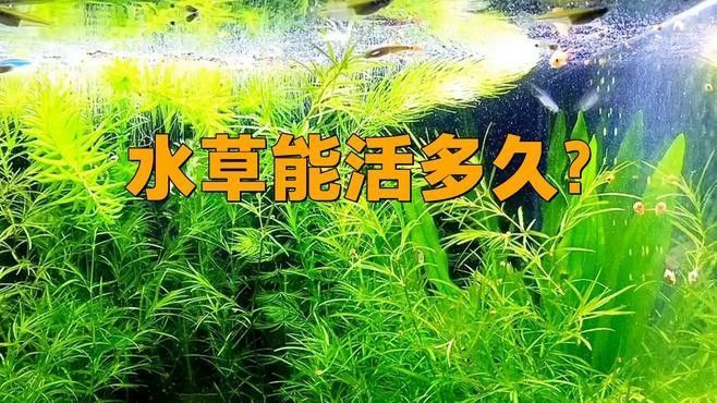 龍魚缸水草多久需要換一次
