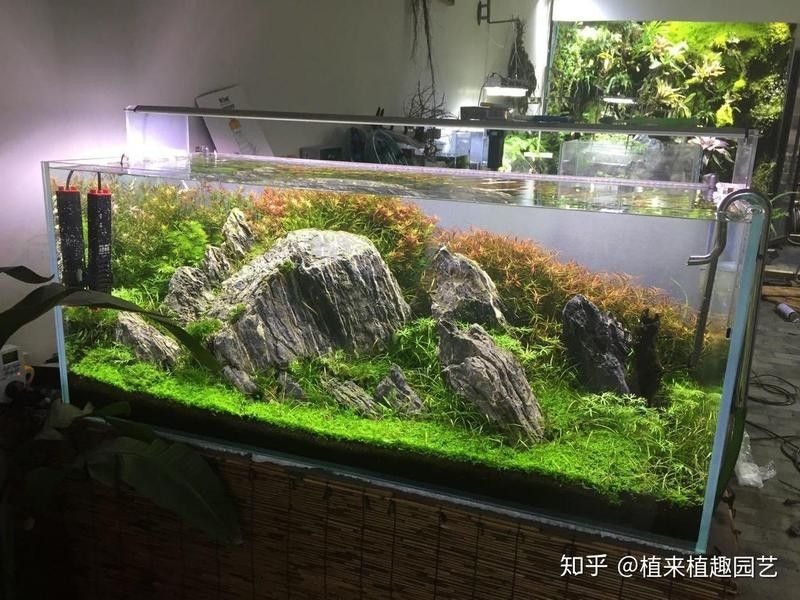 龍魚缸水草多久需要換一次