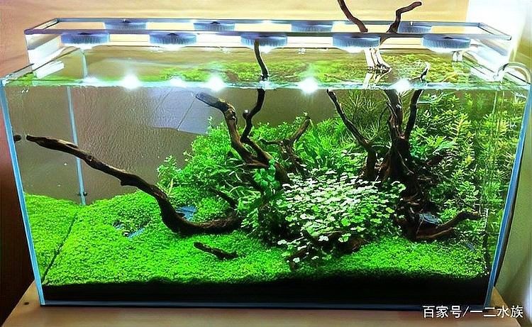龍魚缸水草多久需要換一次