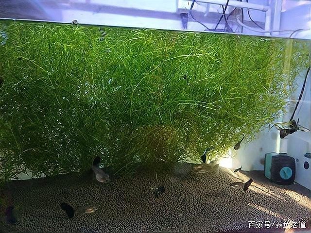 龍魚缸水草多久需要換一次